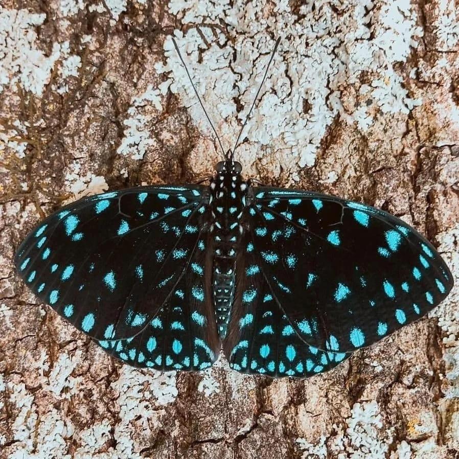 Templarios Ecovilla Pousada Pirenópolis Kültér fotó